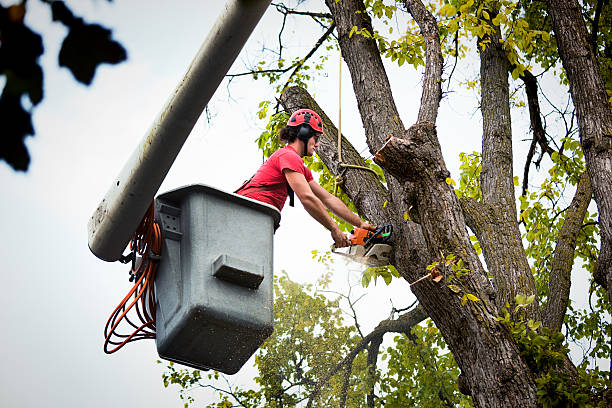 Best Tree and Shrub Care  in Rector, AR